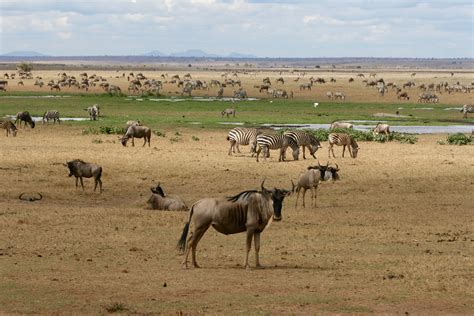 Free Images Landscape Field Prairie Adventure Wildlife Herd