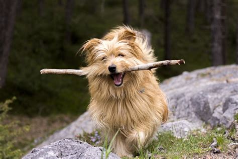 Dogs And Sticks Discover Why Its Not A Match Made In Heaven