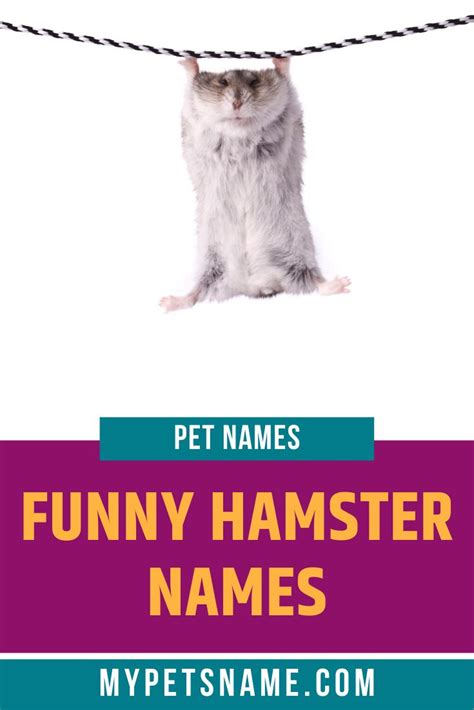 Funny Hamster Names Hamster Names Funny Hamsters Cute Hamster Names