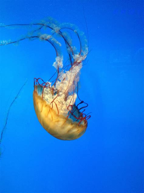 Free Images Jellyfish Invertebrate Organism Marine Invertebrates