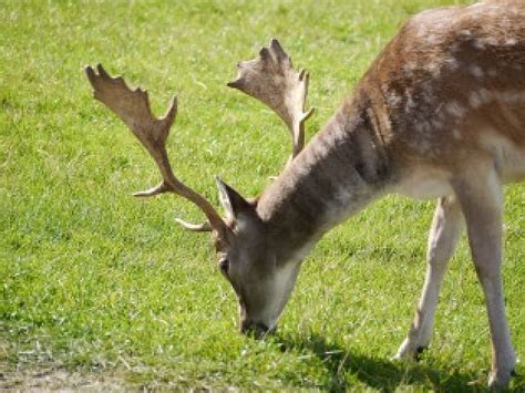 Grazing Antlers Wiltshire Fallow Deer Hd Wallpaper Peakpx