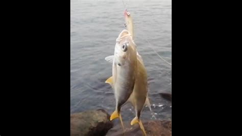 Pesca En Escollera Infestada De Jureles Hasta De Dos Salían Youtube