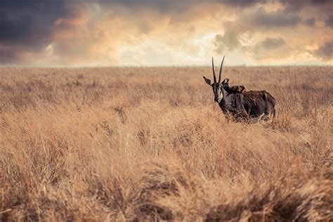 Free Images Composites Wildlife Photography Nature Antelope Grass