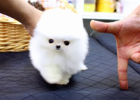 Amanti dei cani senza pedigree, arrendetevi e cercate di coglierne gli aspetti positivi. Cani toy, teacup, mini, pocket: ecco perché non ...
