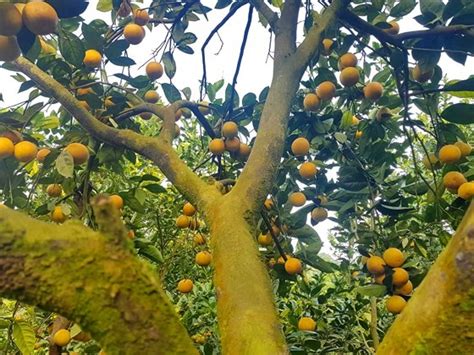 Orange Orchards Laden With Fruits Wait For Tet Sale Photo Gallery