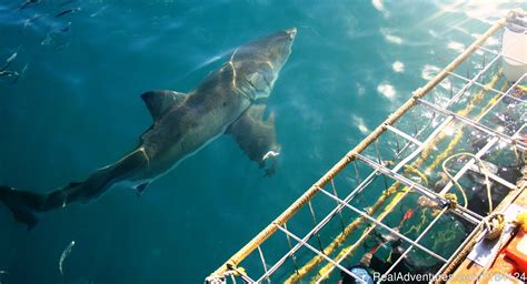Shark Cage Diving In South Africa Kleinbaai South Africa Wildlife