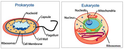 Prokaryotic cells lack internal cellular bodies (organelles), while eukaryotic cells possess them. #5. Plan diagrams of tissue and organ, prokaryotic and ...