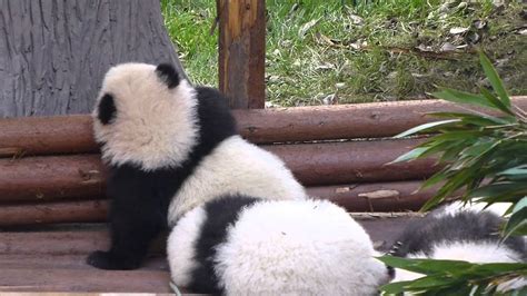 Adorable Baby Pandas Falling Over Fence Youtube