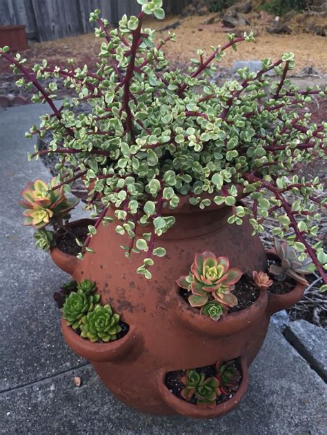 This page has helped 75,415 succulent lovers learn about their succulents this month! Strawberry pot full of succulents. | Succulents in ...