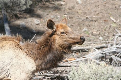 Free Images Animal Wildlife Zoo Mammal Fauna Yellowstone