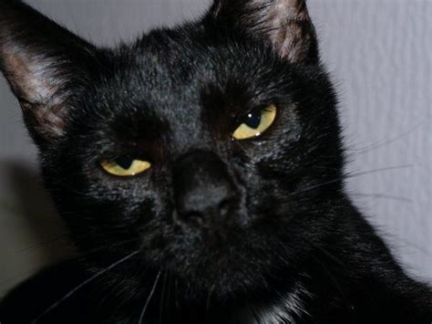 15 Famous Black Cat Names In Movies Cats Cat Names Cat