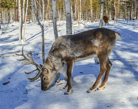 Wild Reindeer At Winter Forest Stock Photo Image Of Beautiful Asian