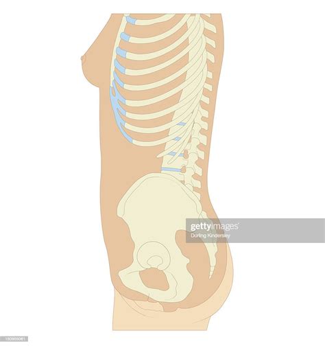 Cross Section Biomedical Illustration Of Anatomy Of Pregnant Woman At