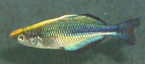 Check spelling or type a new query. Photo #2 - A Young And Beautiful Melanotaenia Lacustris ...