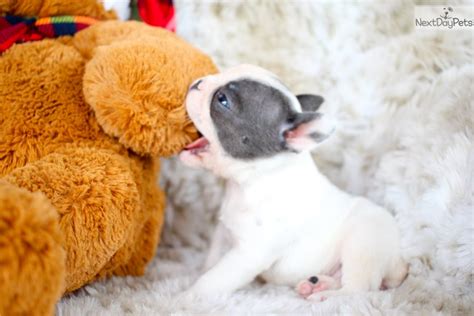 Help keep this page updated: Teacup Asia : French Bulldog puppy for sale near Akron ...