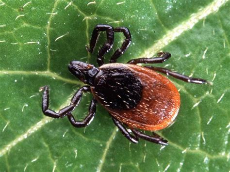 A Guide To The Tick Species Every American Should Know