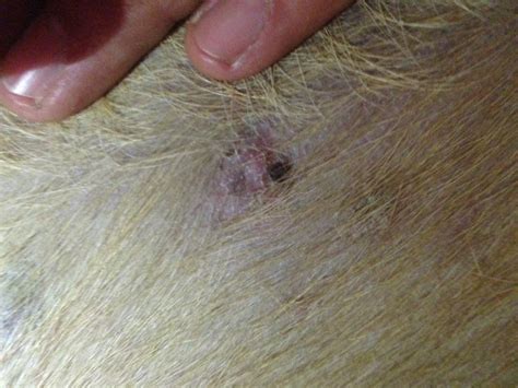 Need Help My Dog Has Dry Skin Some Areas Has Small Scabs