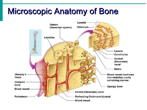 Long bones are generally bones that are longer than they are wide, and are part of the i've labeled bones forming by these two methods—basically, the skull is intramembranous and everything below the head thigh bone femur is a long bone. Microscopic Long Bone Diagram Labeled / Fruit Microscopic ...
