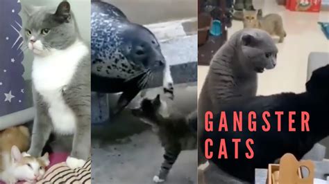 Gangster Cats Hilarious Cat Videos Youtube