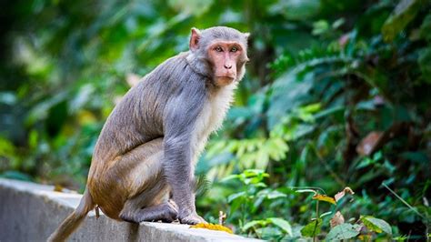 Theres A Growing Population Of Wild Monkeys With A Deadly Herpes Virus