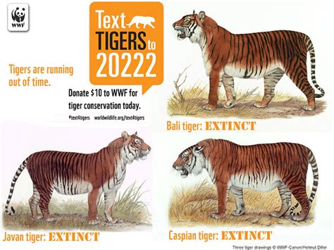 Three Tiger Subspecies Have Already Gone Extinct Tigers Ar Flickr