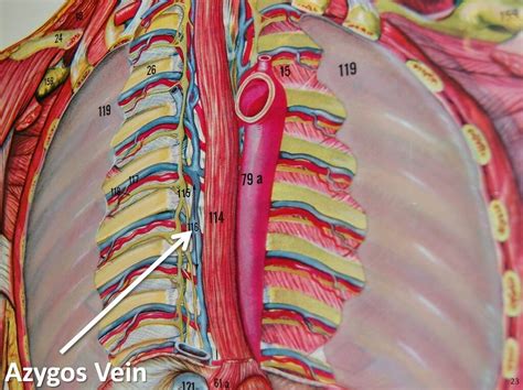 Azygos Vein The Anatomy Of The Veins Visual Guide Page Flickr
