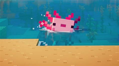 Axolotls In Minecraft Java Edition Uses Spawning Behavior Colors And