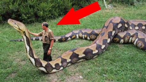 Top 10 Biggest Snake Of The World Giant Anaconda 2017 Youtube