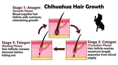 It does not tighten your skin; Hair Loss Vs Shedding