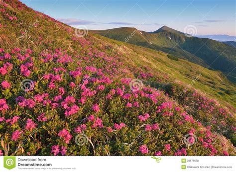 Flowering Mountain Meadows Stock Photo Image Of Blossom 39671678