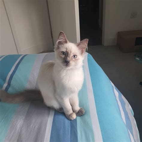 They need to be supported with both hands when the cat fanciers association began registering ragdolls in 1993, and they achieved championship. Good Cost-Free Ragdoll Cats blue Style The big, floppy ...