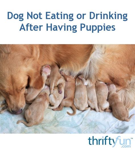 A puppy should start going towards solid food when they are about 3 to 4 weeks old and can be continued until they are 7 to 8 weeks old. Dog Not Eating or Drinking After Having Puppies | ThriftyFun