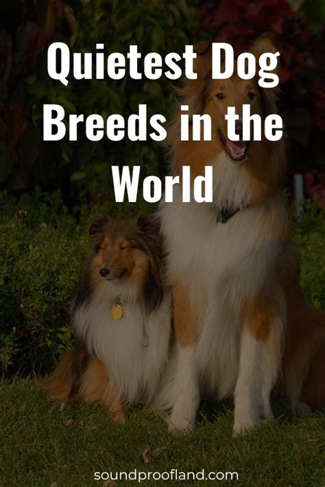 Quietest Dog Breeds In The World Top 10 Breeds In 2023 Quiet Dog