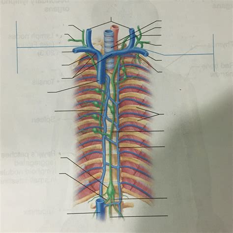 Major Lymphatic Trunks And Ducts Diagram Quizlet
