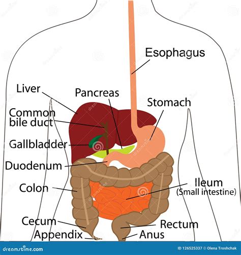Carta De Sistema Digestivo Rganos Digestivos En Un Cuerpo Humano