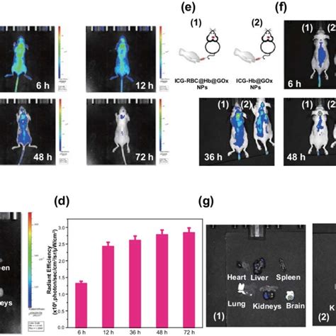 In Vivo Fluorescence Imaging Of Orthotopic U Mg Tumor Bearing Mice For