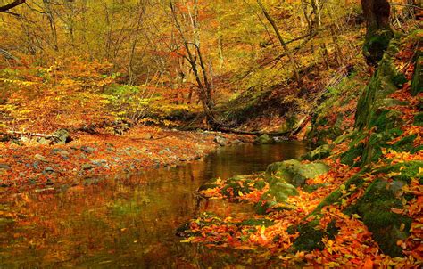 Wallpaper Stream Autumn Forest Stream Fall Foliage Autumn Colors