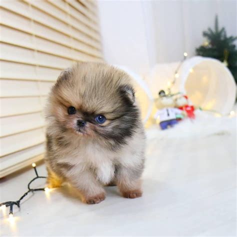 Full Breed Teacup Pomeranian For Sale Pets Lovers