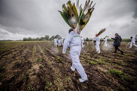Hierdurch wird sowohl eine humorale als auch eine zelluläre immunreaktion bewirkt. Möglichkeiten und Grenzen der Pflanzenzucht - Greenpeace