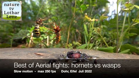 Best Of Aerial Fights Hornets Vs Median Wasps Slow Motion Max 250 Fps