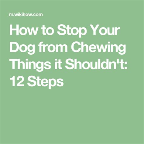 How To Stop Your Dog From Chewing Things It Shouldnt 12 Steps Dog