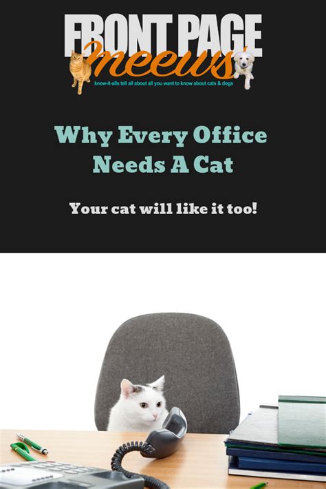 Why Every Office Needs A Cat Artofit