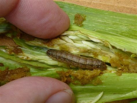 The Fall Armyworm Spodoptera IMAGE EurekAlert Science News Releases