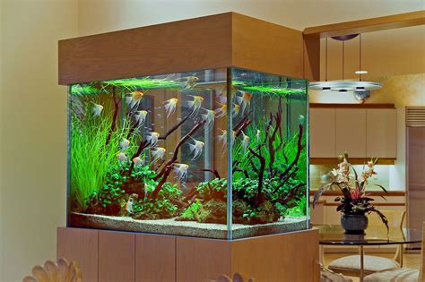 An Angelfish Live Planted Aquarium And Interior Live Planted