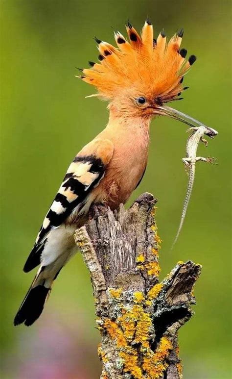Pin By Andrija Online On Renarro Beautiful Birds Bird Pictures Birds