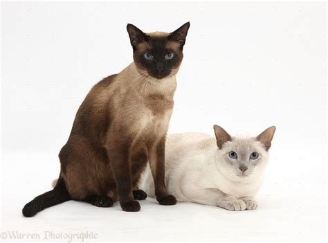 Seal Point And Blue Point Siamese Cross Cats Photo Wp32399