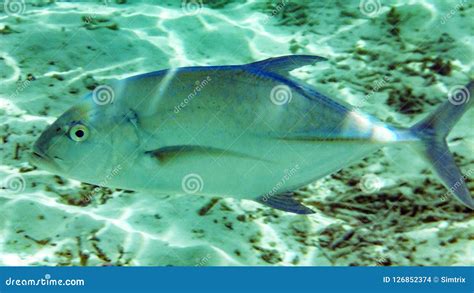 Jack Fish In The Maldives Stock Photo Image Of Blue 126852374