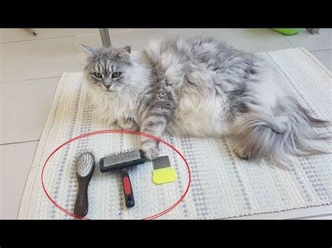 And surprisingly, my cat really enjoys this brush. Best Brushes For Long-Haired Cats (Maine Coon) - YouTube