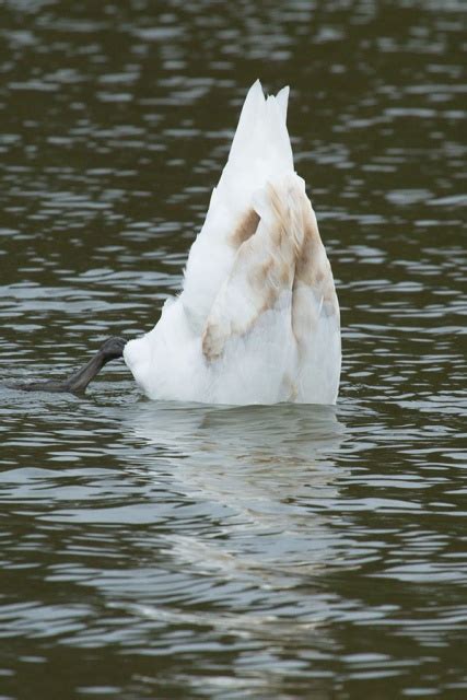 Swan Photo Special Everything Is Permuted Stay Home Save Lives