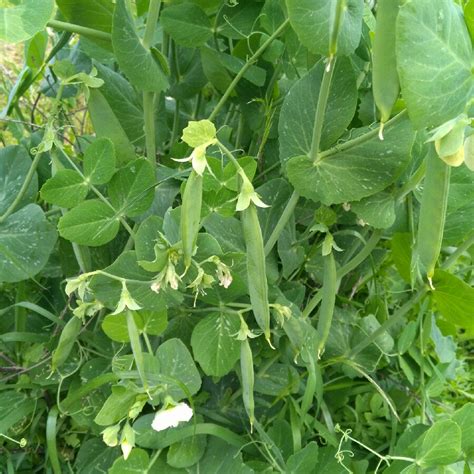 Pisum Sativum Premium Pea Premium In Gardentags Plant Encyclopedia